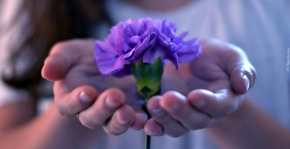 Цветок на руку.. Цветы в ладонях. Рука протягивает цветок. Разница между Нравится и люблю. Проявить небольшой
