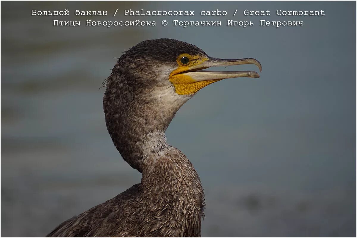 Большой Баклан Phalacrocorax Carbo. Птица Баклан в Краснодарском крае. Баклан коричневый. Баклан в России.