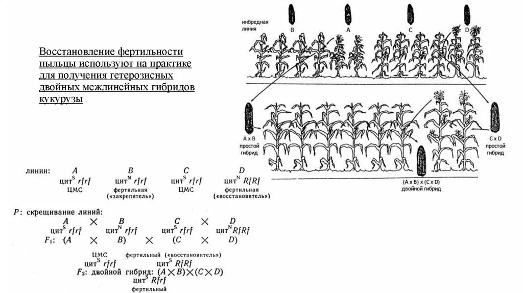 Чистые линии и форма. Двойной межлинейный гибрид. Простые межлинейные гибриды кукурузы. Двойные межлинейные гибриды у кукурузы. Схема гибрида.