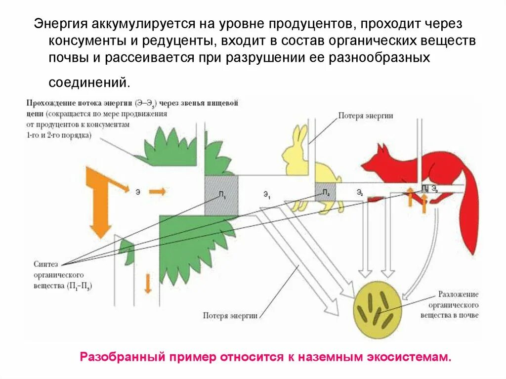 Потеря энергии в цепи питания. Поток энергии и цепи питания. Потоки вещества и энергии в цепях питания. Поток энергии и пищевые цепи схема. Поток энергии и пищевые цепи