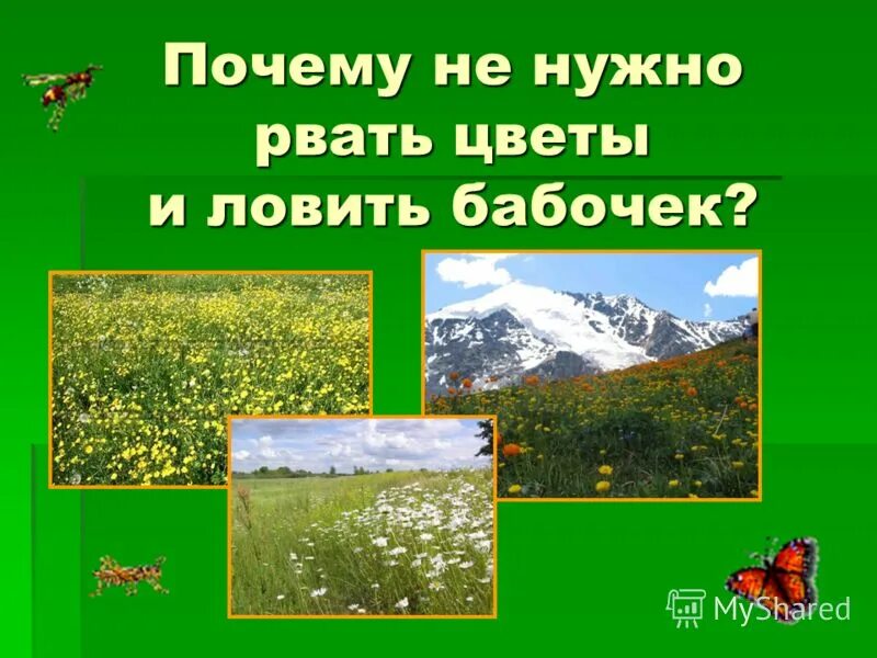 Почему не нужно рвать цветы. Почему нельзя рвать цветы и ловить бабочек. Почему не нужно рвать цветы и ловить бабочек. Почему нельзя рвать цветы и ловить бабочек. Почему мы не будем рвать цветы и ловить бабочек задания.