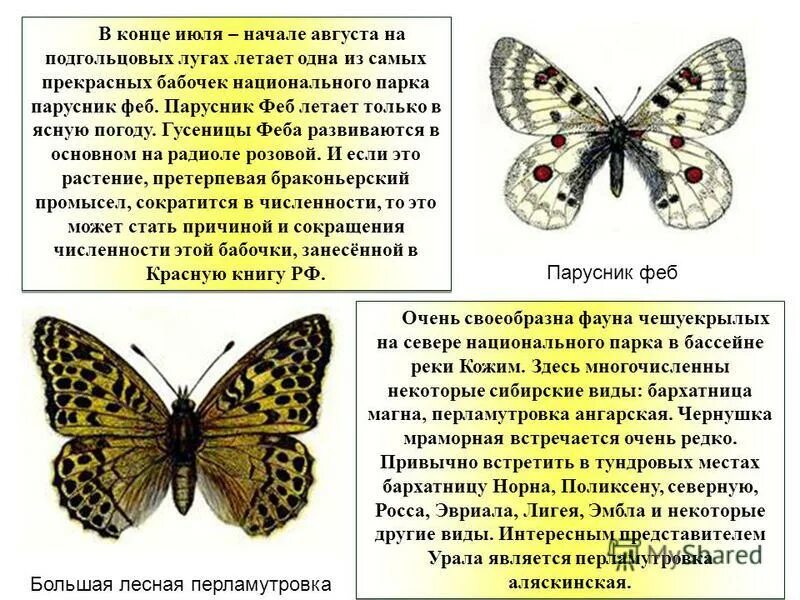 Луговая желтушка бабочка описание. Образ жизни бабочек. Изучение бабочек наука. Интересные факты о бабочках. Научные факты про бабочек.