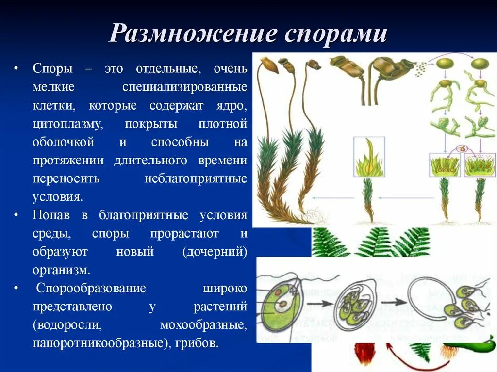 Отличия семени и споры у растений