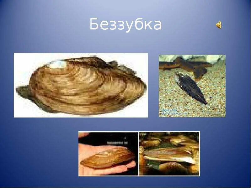 Перловица класс