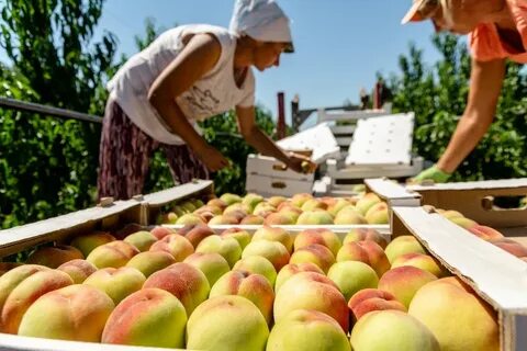 Персик кубань