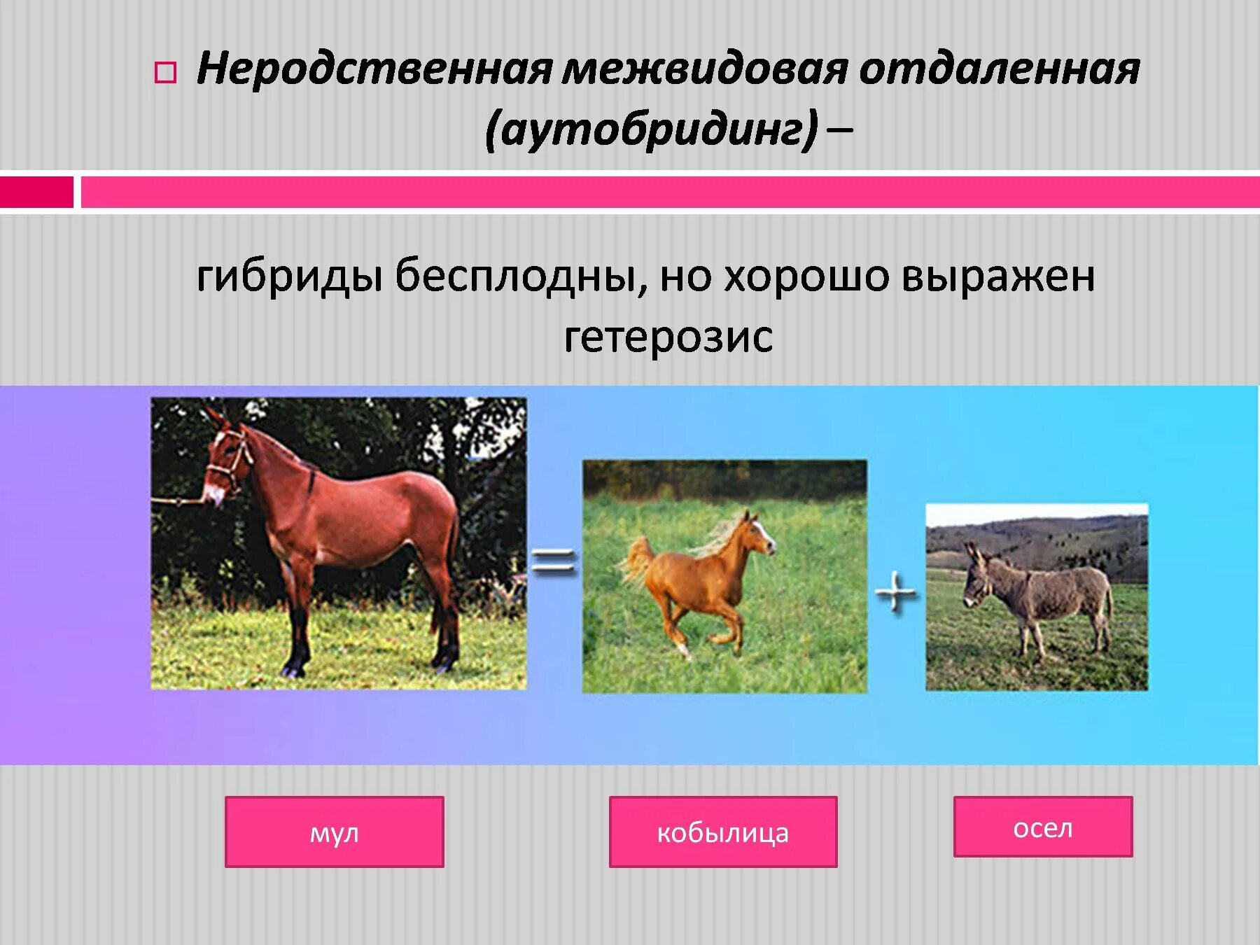 Селекция в животноводстве. Селекция в животноводстве