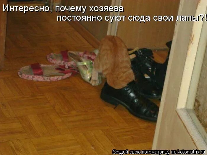 Кот гадит в ботинки. Кот нагадил в ботинок. Кот гадит в тапочки. Кот накакал ботинки. Постоянно на суете