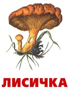 Грибы детские картинки с названиями