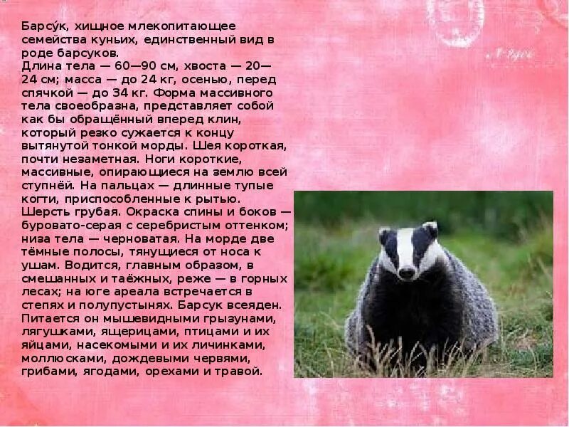 Известно что барсук обыкновенный всеядное животное ведущее. Барсук. барсук семейство. сообщение о барсуке. барсук млекопитающее.