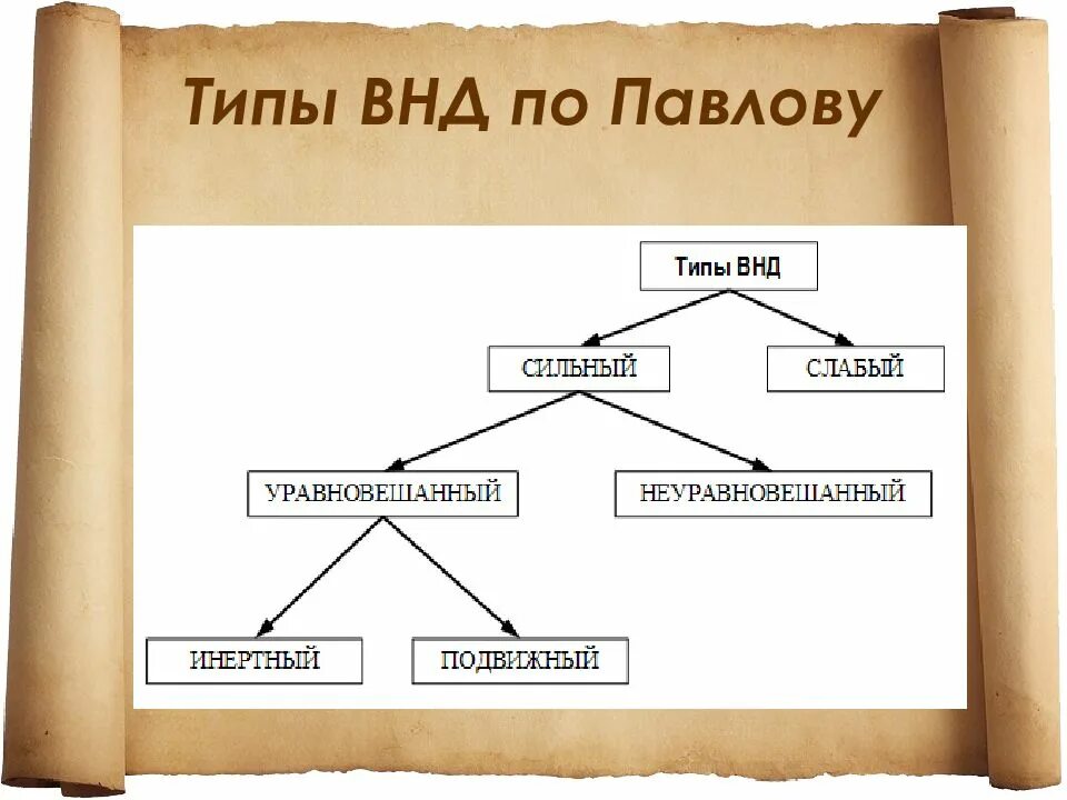 Тему тип. Тип высшей деятельности по павлову. типы внд по павлову. типы высшей нервной деятельности по павлову. типы высшей нервной деятельности внд.
