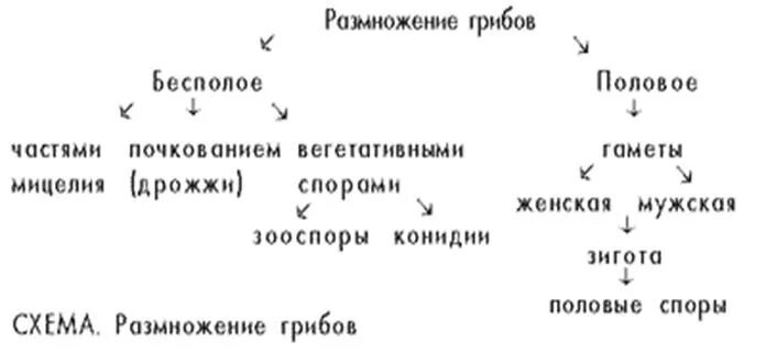 Вегетативное размножение грибов схема. Схема способы размножения грибов. Половое и бесполое размножение грибов. Типы бесполого размножения грибов. Вегетативное размножение осуществляется путем деления мицелия