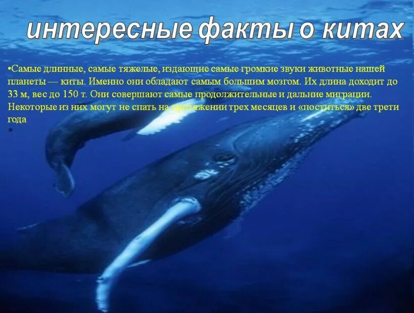 Где живет кит русский язык 1 класс. Самые интересные факты о китах. Интересные факты про китов. Удивительные факты о китах. Интересные факты о китах для детей.