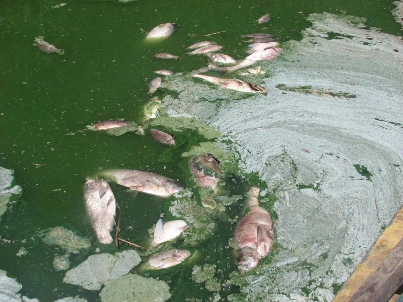 В воде гибнут. Кислотные дожди гибель рыбы. Шершневское водохранилище загрязнение. Загрязнение водоемов для рыб. Рыбы в загрязненной воде.