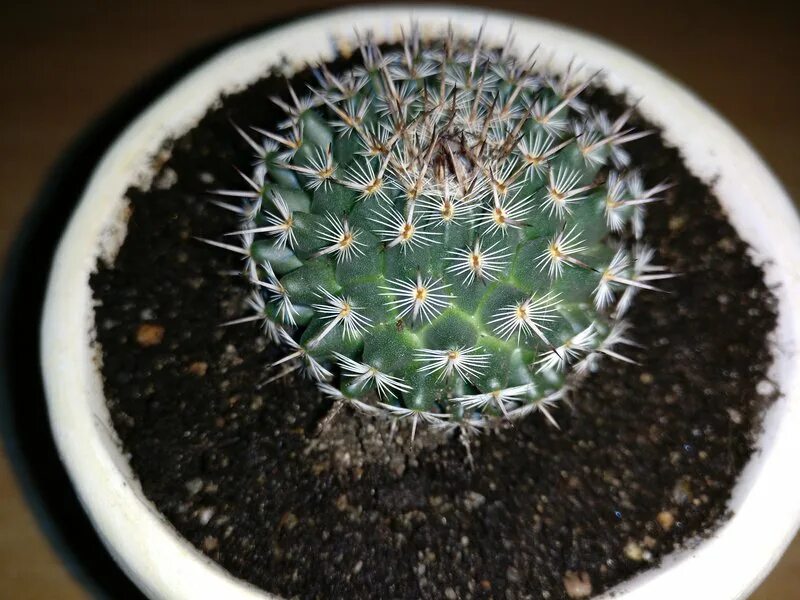 Семейство кактусовых распознать. Определи название кактуса. Название кактуса по фото. Как определить кактус. Кактус гросса.