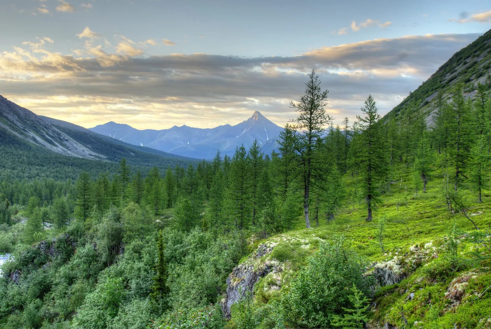 национальный парк таганай растения. растения уральских гор. растения уральских гор. растительность приполярного урала урала. альпийские луга северного кавказа.