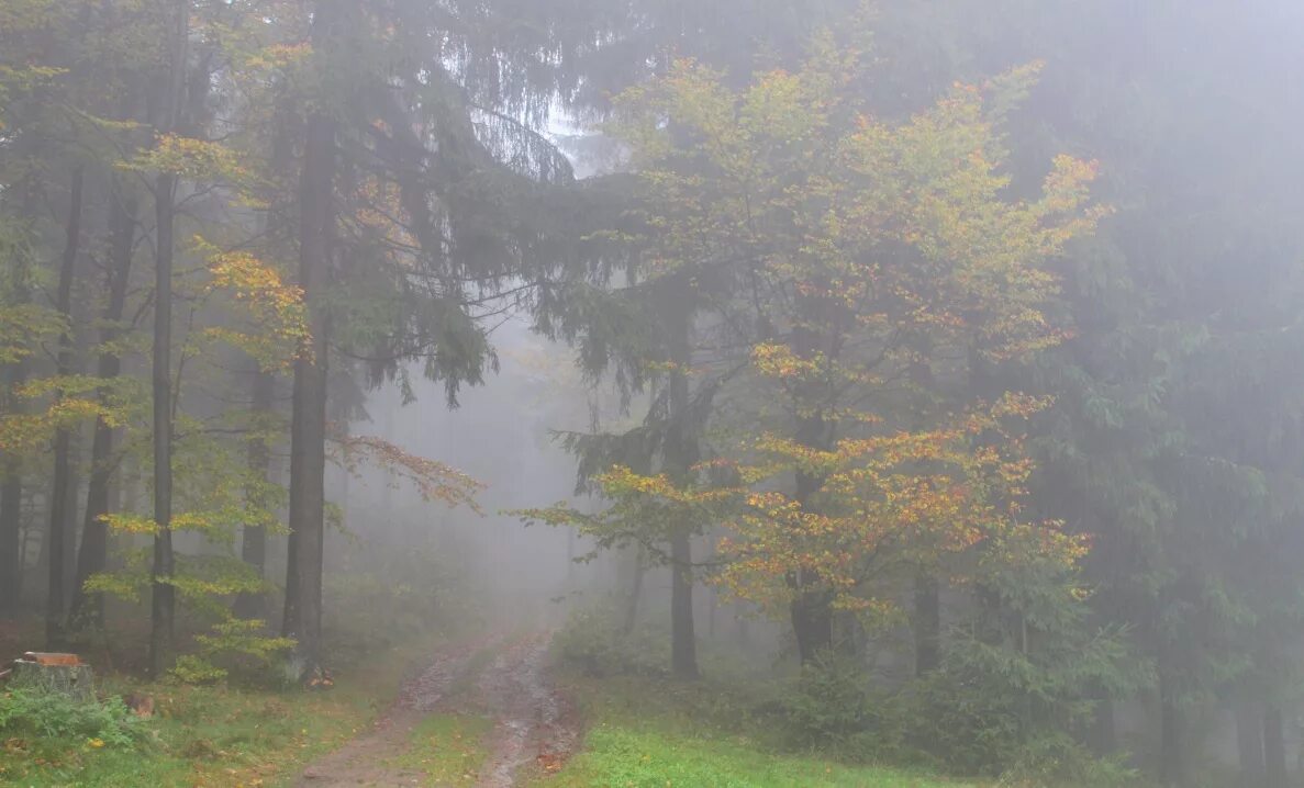 Дождь в лесу. Лес после дождя. Дождь и туман. Дождливый лес. Дождь в лесу описание