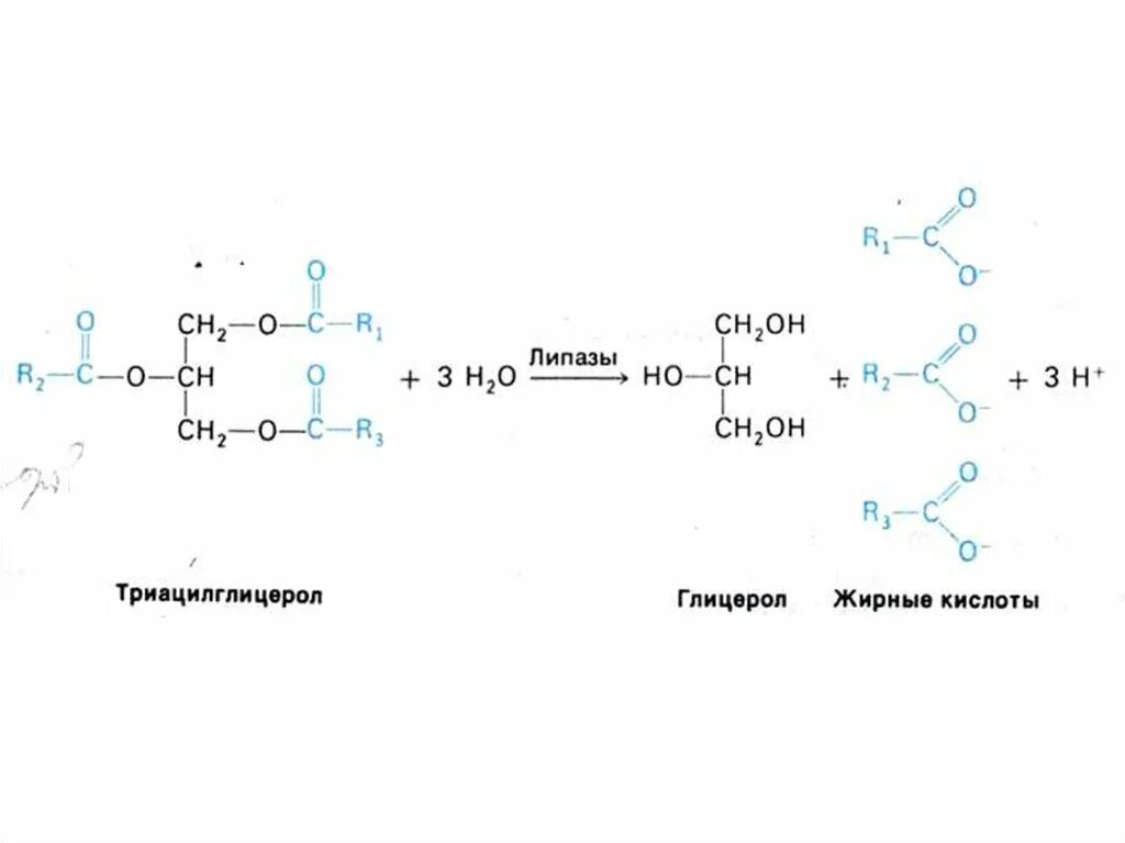 Синтез липазы. Липаза строение. Липаза схема реакции. Липаза катализирует реакцию. Липаза формула структурная.