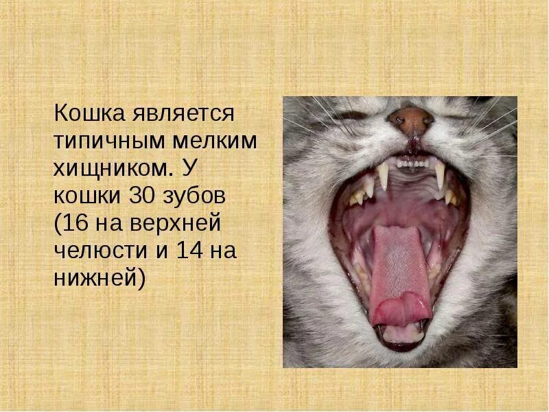 Зубы котенка схема. Зубы котенка схема