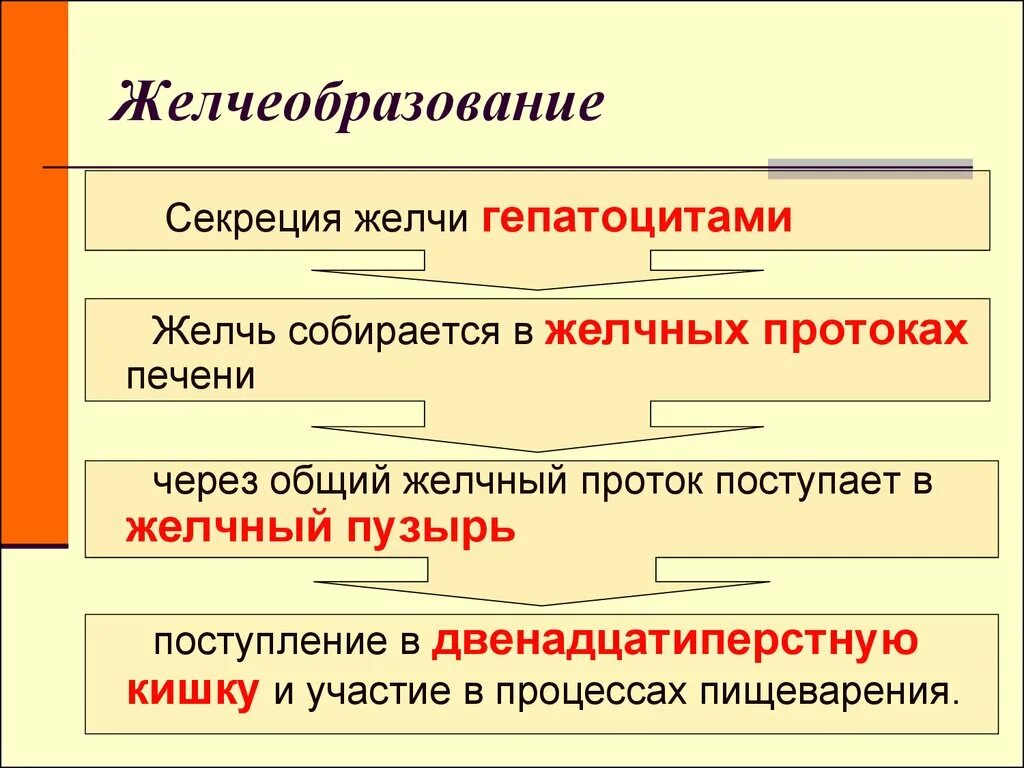 Регуляция желчеобразования схема. Схема выделения желчи. Механизм выделения желчи. Желчь физиология.