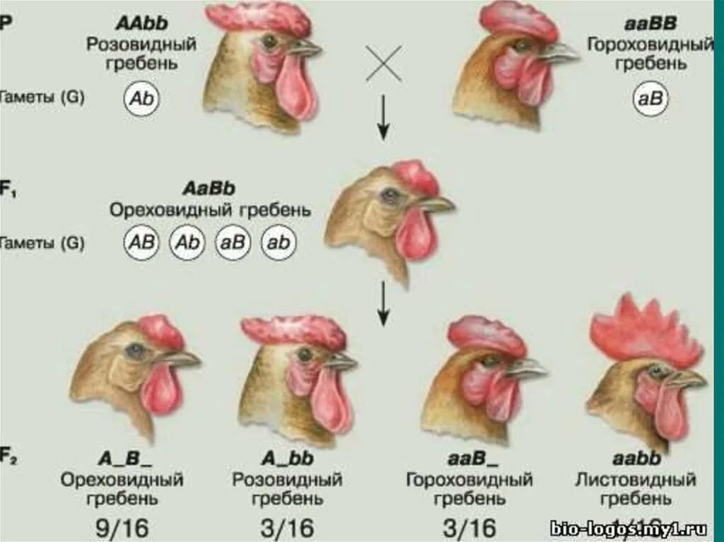 Наследование формы гребня у петухов. Форма гребня у кур как наследуется. Наследование формы гребня у кур. Наследование формы гребня у кур комплементарное взаимодействие.
