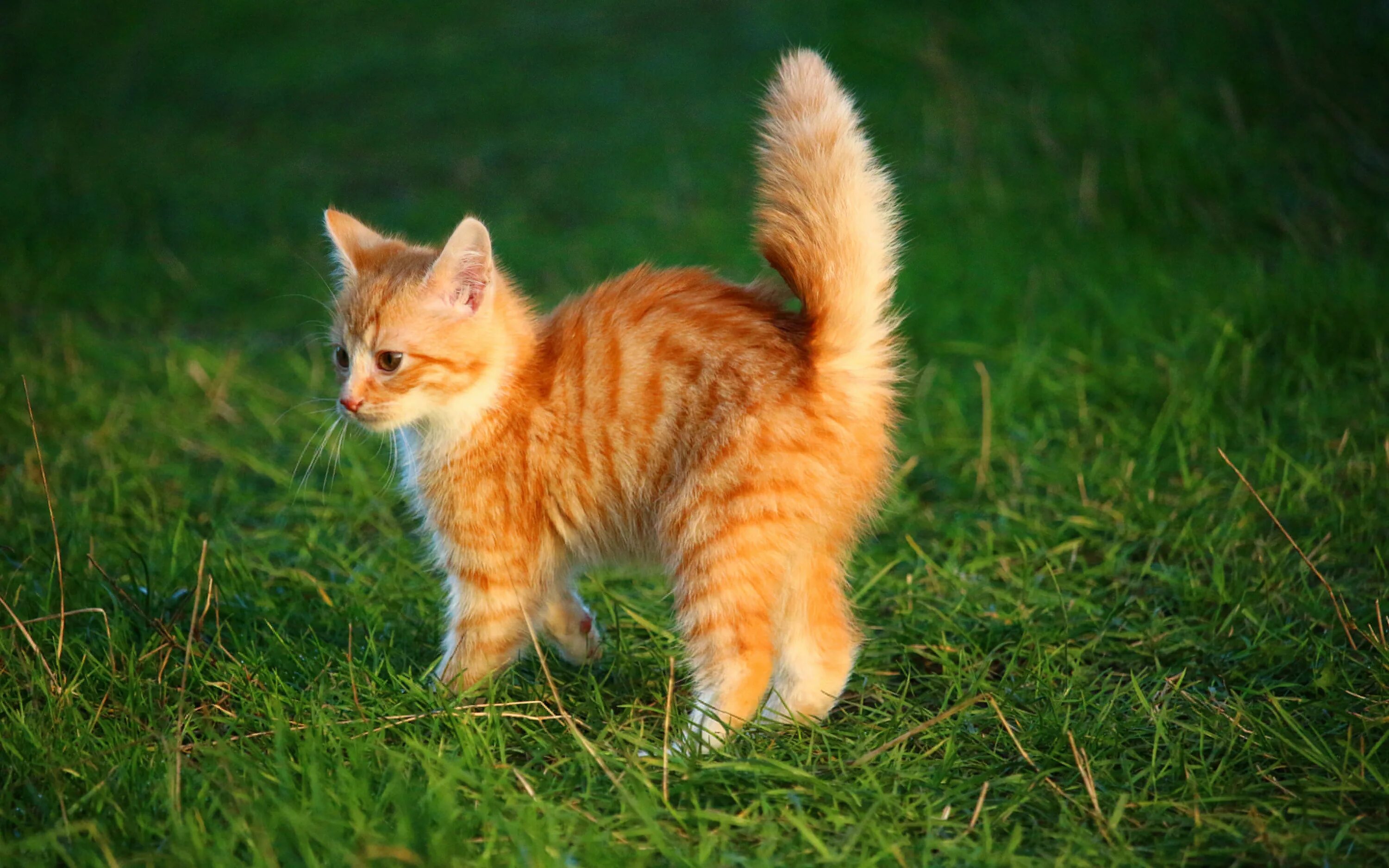 Рыжий котёнок. Рыжая кошка. Рыженький котенок. Котенок Рыжик.