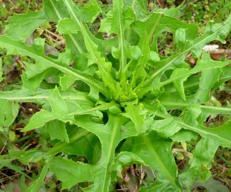 Латук компасный (lactuca serriola). Латук компасный (lactuca serriola). Латук сорняк. Кресс-салат. Салат сорняк.