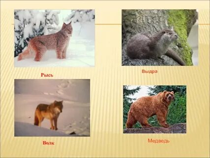 Медведи рыси