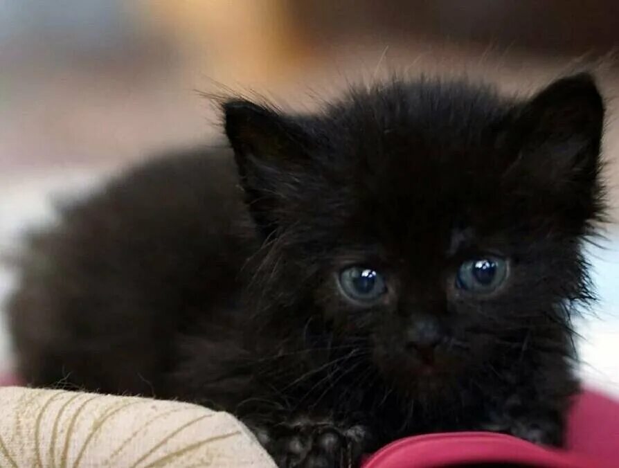 Черный котенок. Маленькие чёрные пушистые котята. Маленький черный котенок. Чёрный котёнок с голубыми глазами. Черные котята в добрые
