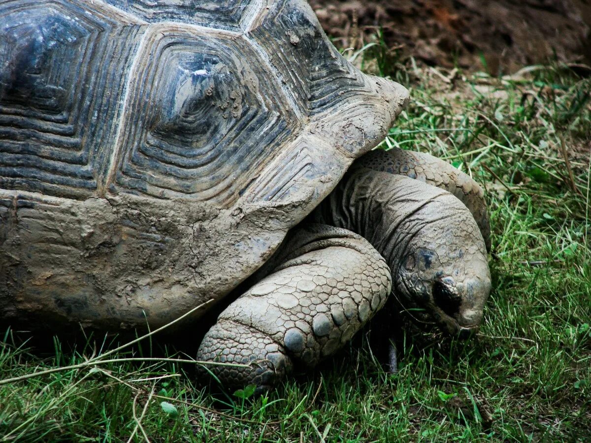 Тропическая черепаха. Дикая черепаха. Большие домашние черепахи. Черепаха в дикой природе. Черепахи живут 300