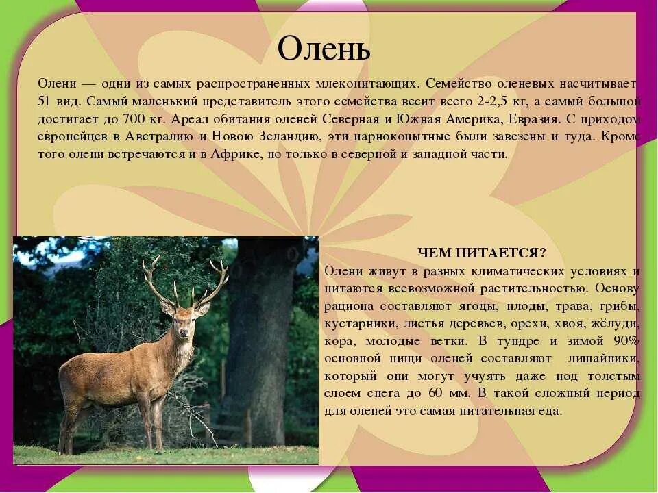 Научный текст про оленя. Описание оленя. Доклад про оленя. Олень описание животного. Олень краткое описание.