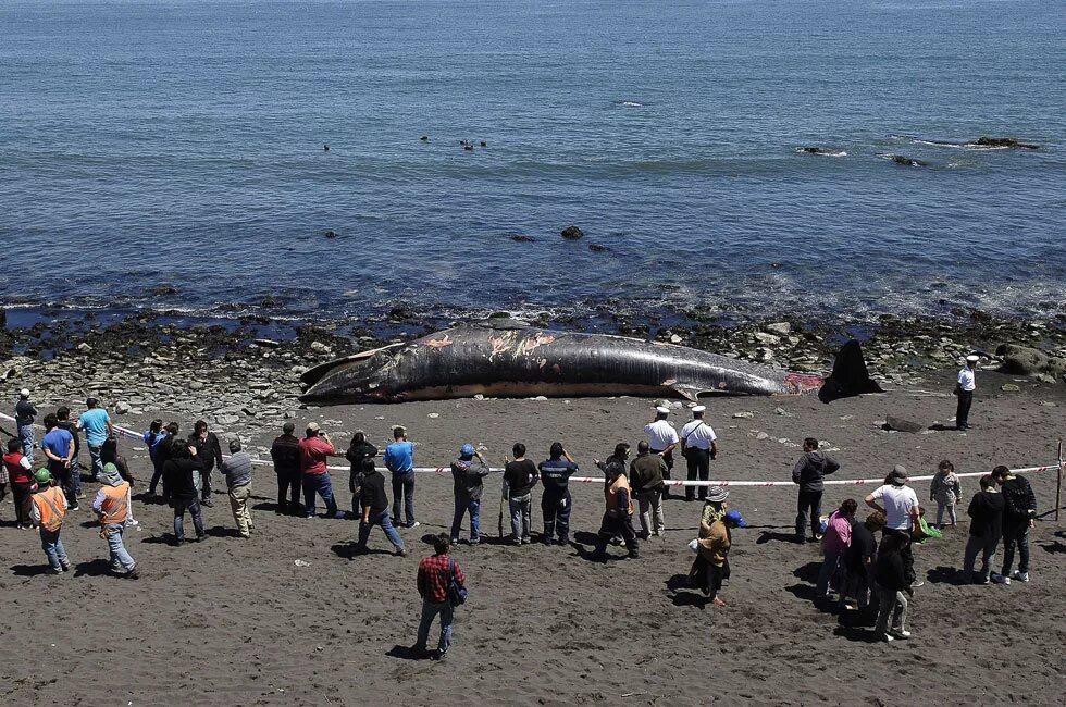 Огромные морские чудовища реальные. Существование морских. Существование морских. Гигантский кальмар спрут. Плезиозавр и лохнесское.