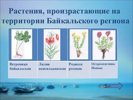 Региона цветок