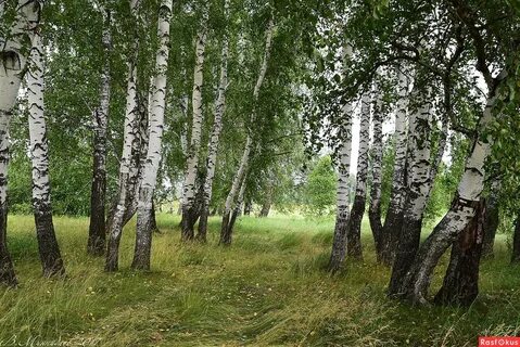 Береза лет жизнь