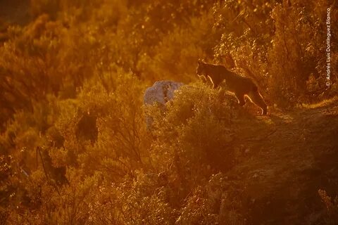 Wildlife photographer of the year 2024