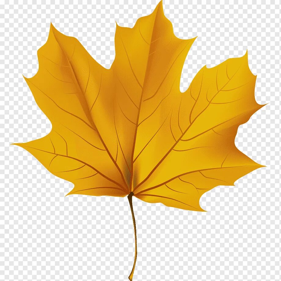 Осенний лист рисунок. Осенние листья. Кленовый лист. Осенний листок. Желтые листочки.