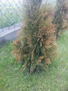 Почему туя желтеет весной и что делать
