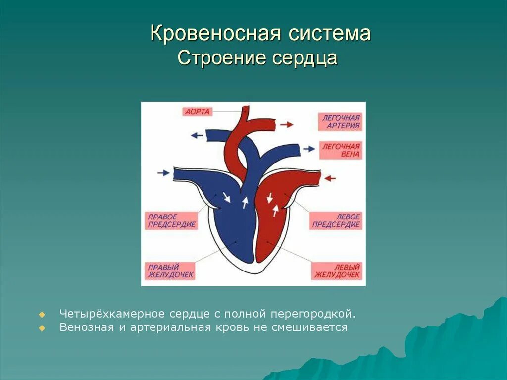 Почему кровь не смешивается. Строение сердца с венозной и артериальной крови. Строение сердца венозная кровь. Строение сердца и кровеносной системы. Четырехкамерное сердце с полной перегородкой.