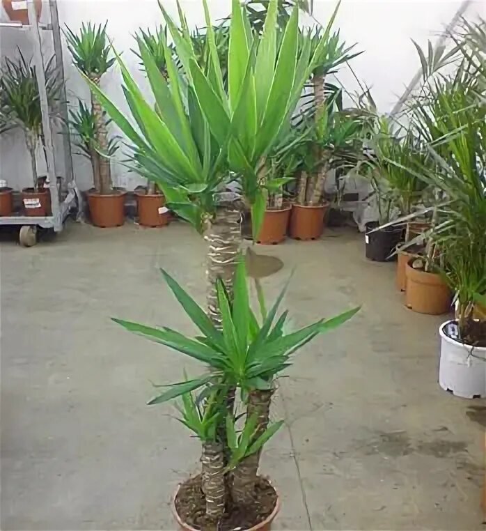 Юкка какую землю. Юкка 14*75. spineless yucca. опора для юкки в горшке. юка адв.