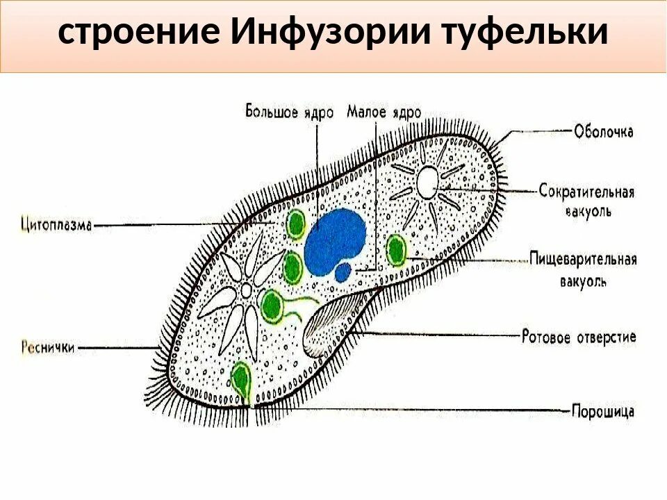 Клетка простейших состоит. Схема строения инфузории туфельки. Биология 5 класс инфузория туфелька строение. Структура клетки инфузории. Инфузория туфелька строение 5 класс.