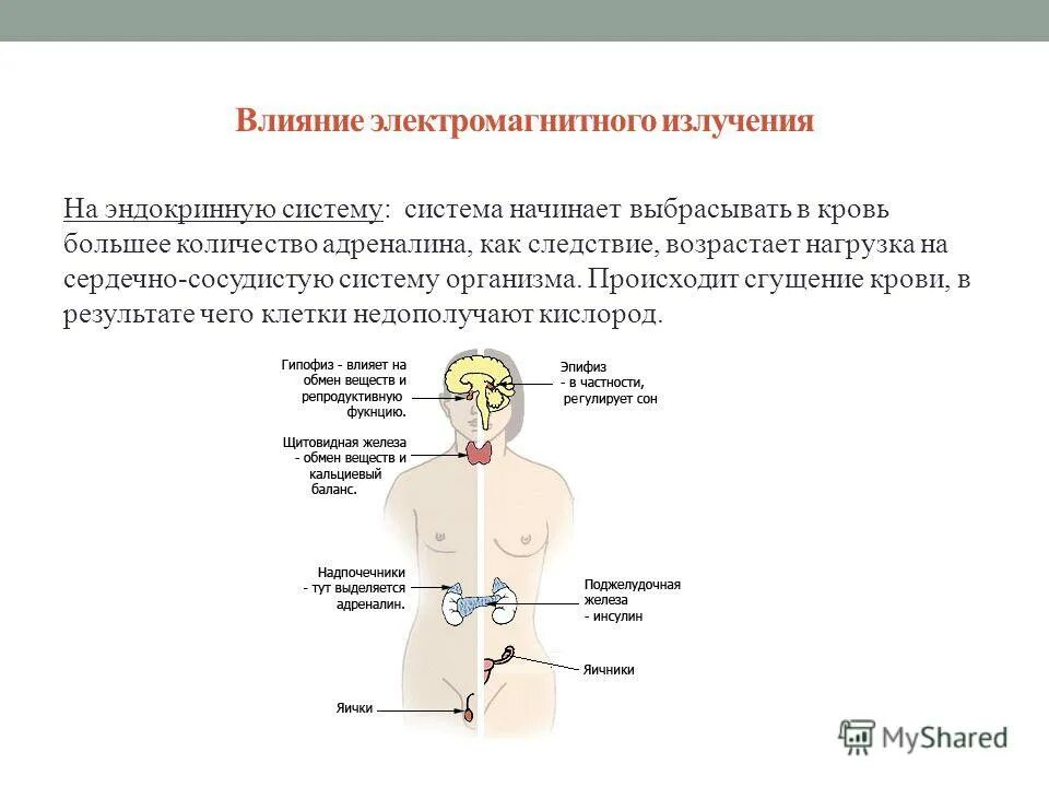 Влияние электромагнитного излучения на эндокринную систему. Влияние электромагнитного излучения на системы организма. Влияние электромагнитного излучения на кровь. Влияние на эндокринную систему.