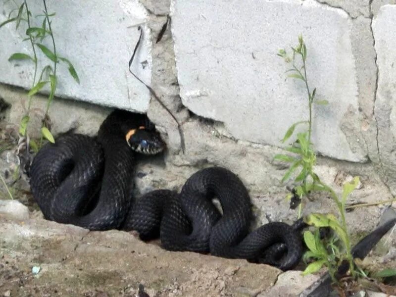 Змея на даче. Гадюка никольского (vipera nikolskii). Змеи на дачном участке. Ужи под домом. Живородящая змея гадюка.