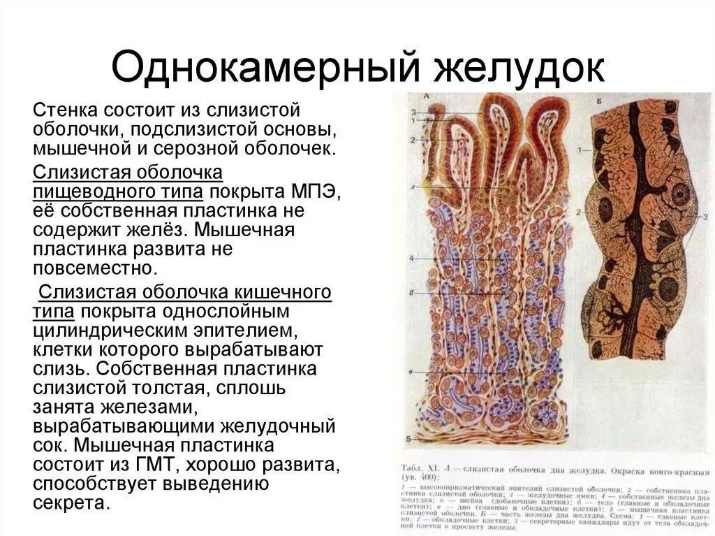 Строение однокамерного желудка у животных. Строение однокамерного желудка. Слизистая оболочка желудка состоит из