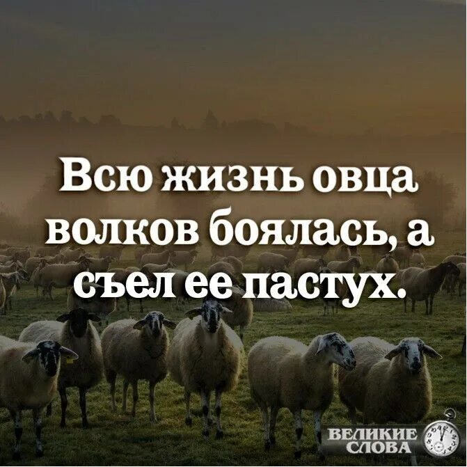 Он закричал пастухам чтобы они скорее. Овца Волков боялась а съел ее пастух. Всю жизнь овца Волков боялась. Овца всю жизнь Волков боялась,а сожрал ее пастух. Жизнь Баранов.