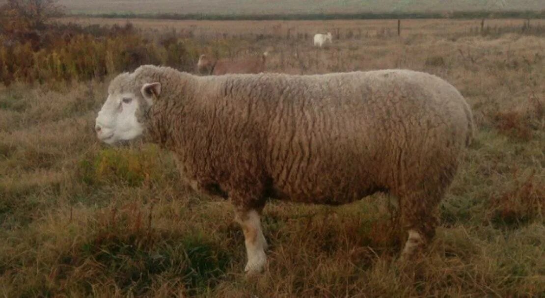Иль де Франс овцы. Баран Иль де Франс порода. Французские породы овец Иль-де-Франс. Порода овец эльдифранс.