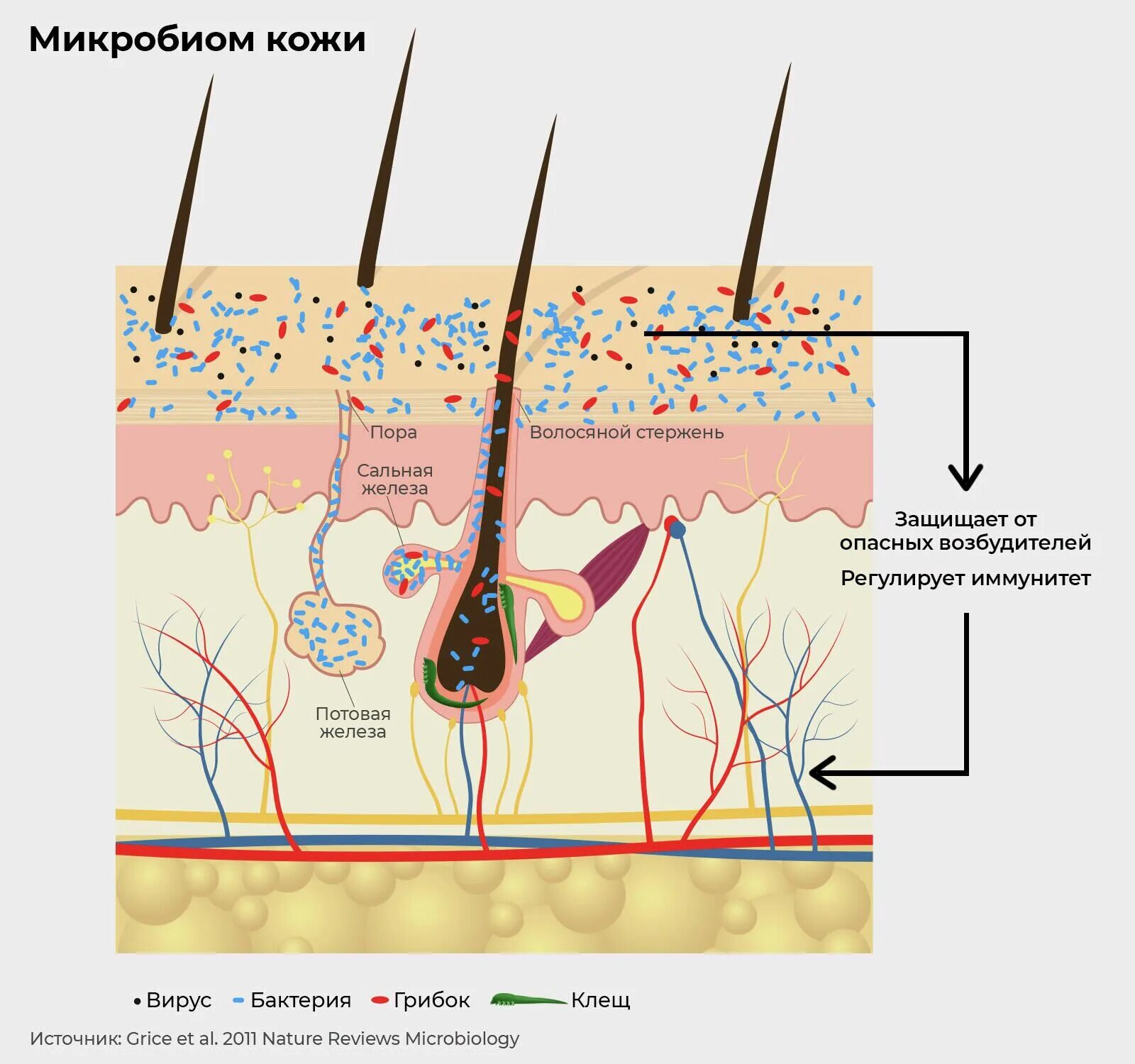 Восстановление микробиома кожи лица. Кожный барьер микробиом. Микробиом кожи. Нарушение микробиома кожи. Microbiome skin.