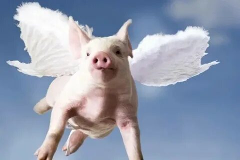 Pigs fly