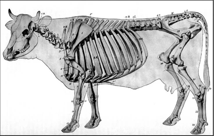 Скелет коровы сбоку. Осевой скелет КРС. Кости осевого скелета КРС. Строение скелета КРС.