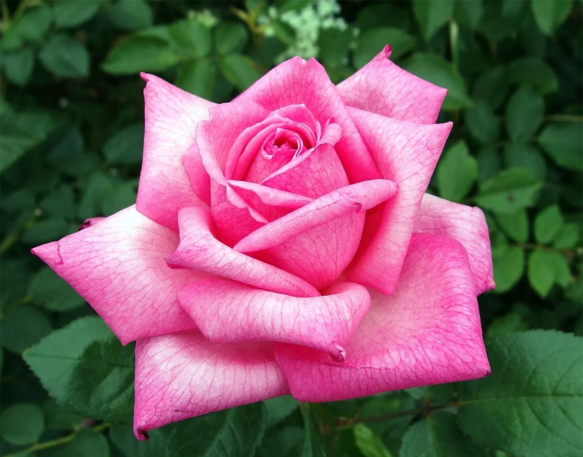 роща чайногибридная титаник. розовый гибриде. розовый гибриде. розовый гибриде. сорт роз пинк флойд.