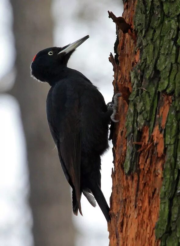 дятел черный (dryocopus martius). желна без красной шапочки. черный дятел без красной шапочки. гнездо желны. черноголовый дятел.