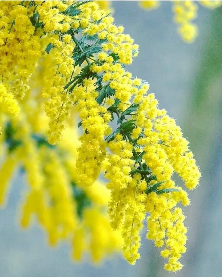 Мимоза вилламо. Мимоза уилламо. Мимоза синиглия. Мимоза тайская. Мимозы весной.
